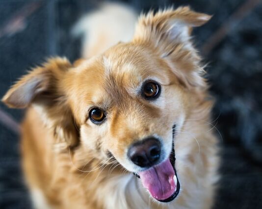 L’importanza dello spazio nella comunicazione tra cane e pet owner spazio comunicazione cane