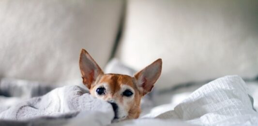 tigna del cane
