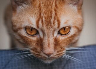 vibrisse del gatto