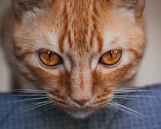 Vibrisse del gatto, ecco cosa sono e a cosa servono i suoi “baffi”! vibrisse del gatto
