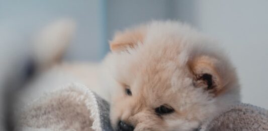 alimentazione del cucciolo