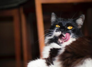 allergeni del gatto