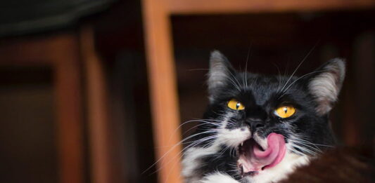 allergeni del gatto