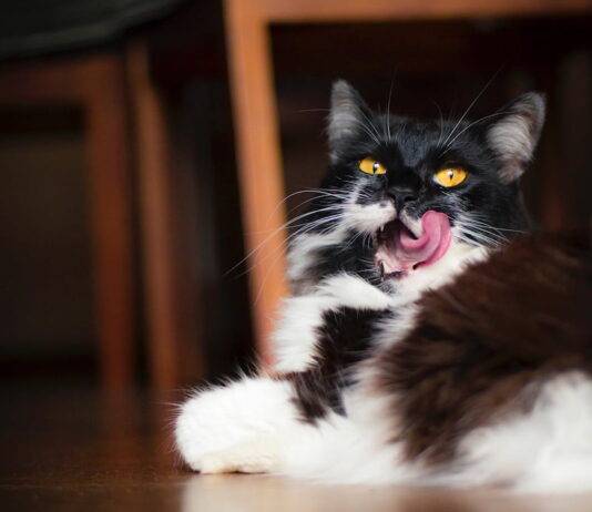 allergeni del gatto