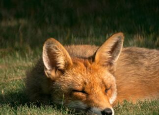 animali-più-famosi-dei-capolavori-letterari