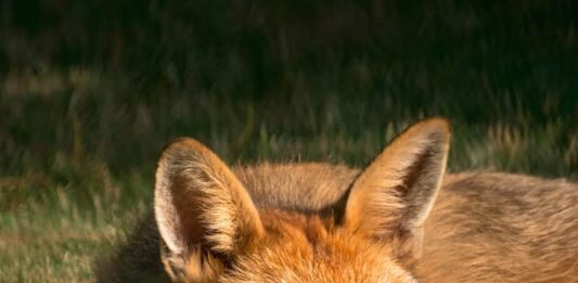 Animali protagonisti di capolavori letterari: ecco i tre più famosi animali-più-famosi-dei-capolavori-letterari