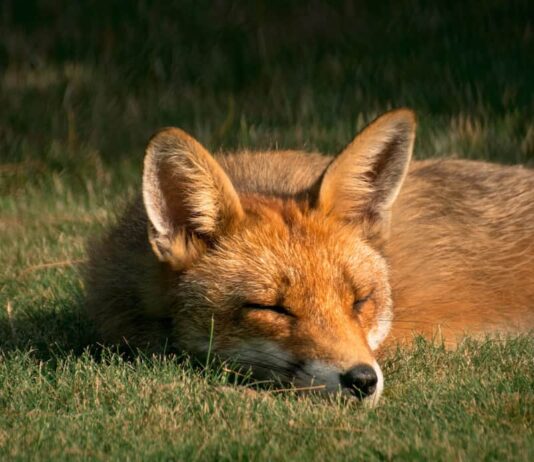 animali-più-famosi-dei-capolavori-letterari