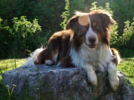 border collie