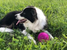 cane parassiti