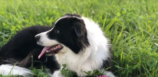 Primavera e parassiti, ecco cinque consigli per proteggere il nostro cane cane parassiti