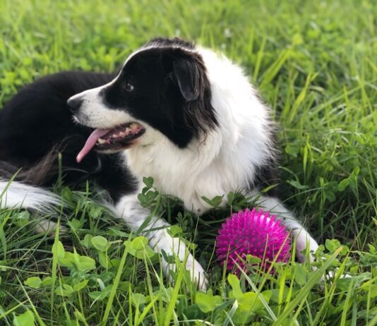 cane parassiti