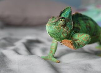 come vedono gli animali