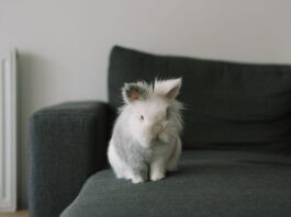 Coniglio e cavia vanno d’accordo? Ecco qualche consiglio coniglio-e-cavia-vanno-daccordo