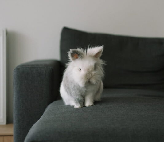 coniglio-e-cavia-vanno-daccordo