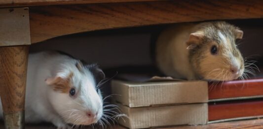 convivenza cane cavia