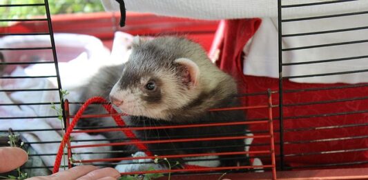 convivenza cane furetto