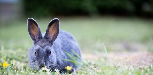 convivenza tra coniglio e furetto