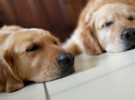 due cani in casa