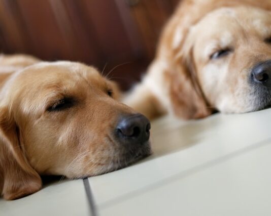 Due (o più) cani in casa? Ecco alcuni consigli per gestirli al meglio due cani in casa