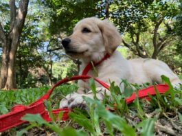 esercizio fisico cane