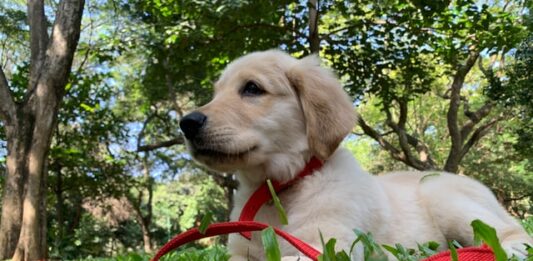 esercizio fisico cane