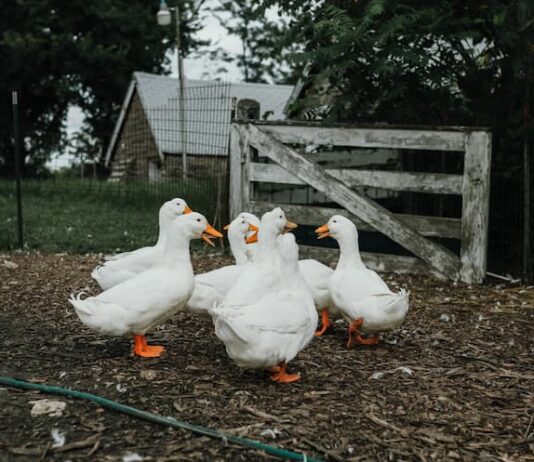 Il foie gras di anatra o di oca è destinato a scomparire? foie-gras-di-oca