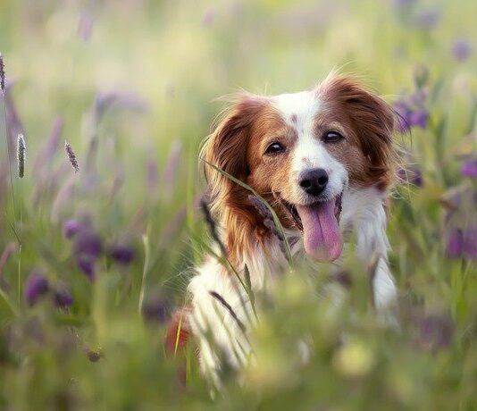 Forasacchi, un pericolo per il cane! Ecco cosa fare forasacchi pericolo cane