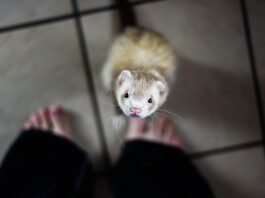 Balconi e finestre aperte? un “pericolo in agguato” per il furetto! furetto e finestre aperte