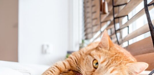 gatto in casa e arricchimento ambientale