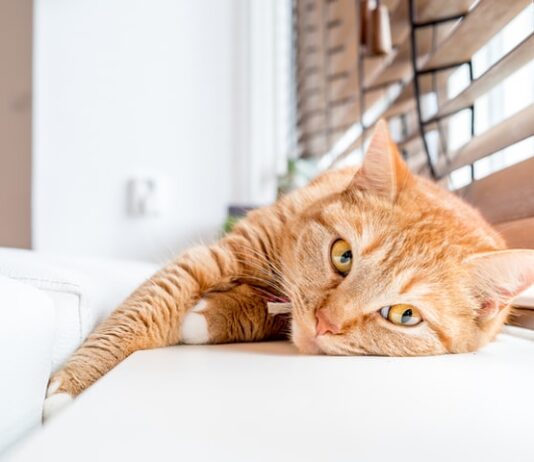 Gatto in casa, perché è importante l’arricchimento ambientale gatto in casa e arricchimento ambientale