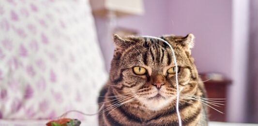 come giocare con il gatto