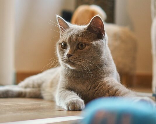 giocare fa bene al gatto