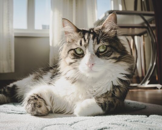 I gatti vedono i colori del mondo in cui vivono? La scienza risponde i-gatti-vedono-i-colori