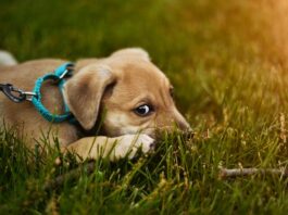 inibizione-del-morso-nel-cucciolo