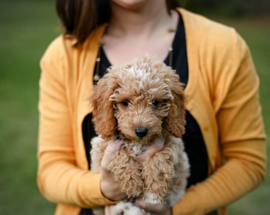 Insegnare al cucciolo a sporcare nel luogo giusto: ecco come fare insegnare al cucciolo a sporcare