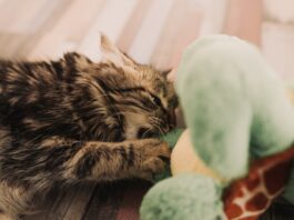ludoterapia gatto