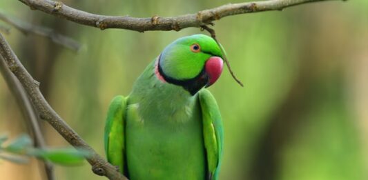 marmellata-di-sorbo-per-pappagalli