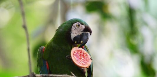 insegnare al pappagallo a mangiare la frutta