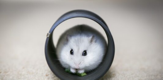 quali-giochi-preferiscono-i-criceti