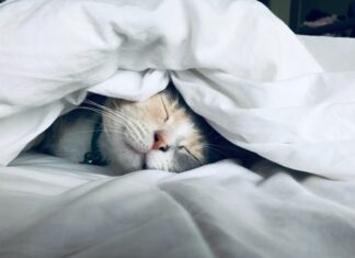 quante-ore-dorme-un gatto-al-giorno