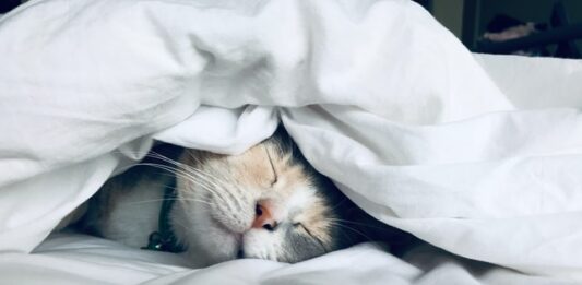 quante-ore-dorme-un gatto-al-giorno