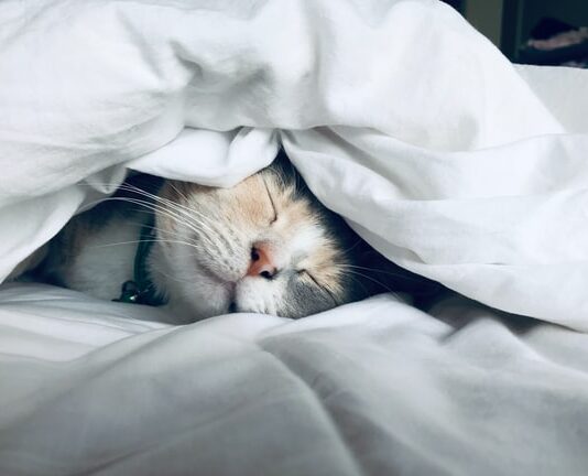 Quante ore dorme un gatto al giorno? Ecco alcune curiosità quante-ore-dorme-un gatto-al-giorno