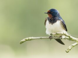 Una rondine non fa primavera: il suo fascino tra arte, storia e letteratura rondine