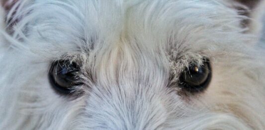 Ulcera corneale nel cane: ecco cos’è e come comportarsi ulcera corneale nel cane