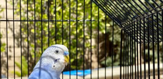 vitamine-per-uccelli