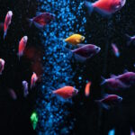 acquario
