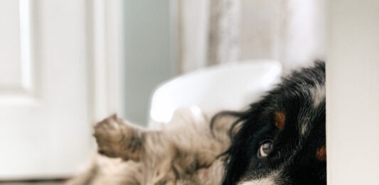 Piometra nel cane e nel gatto: la chirurgia è l’unica soluzione? ordinanze sugli animali benessere