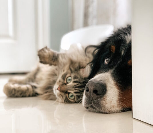 ordinanze sugli animali benessere