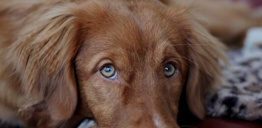 cane salta addosso alle persone