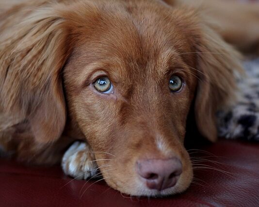 cane salta addosso alle persone